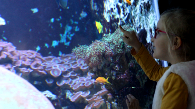 ©GrandAquariumStMalo - Une exploration unique en Europe (3)